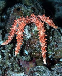 Starfish taken at Ras Caty with E300. by Nikki Van Veelen 